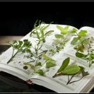 Herb Dictionary